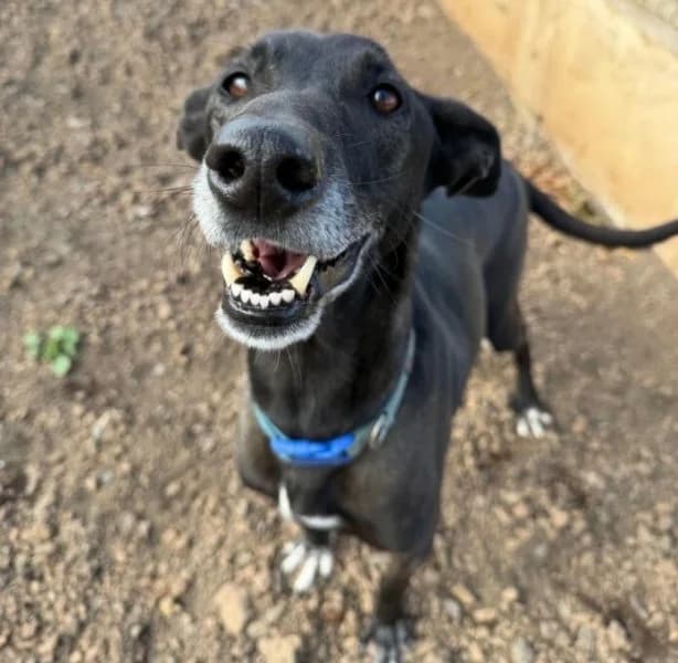 Noni, male Podenco for adoption at description — photo 2 of 44