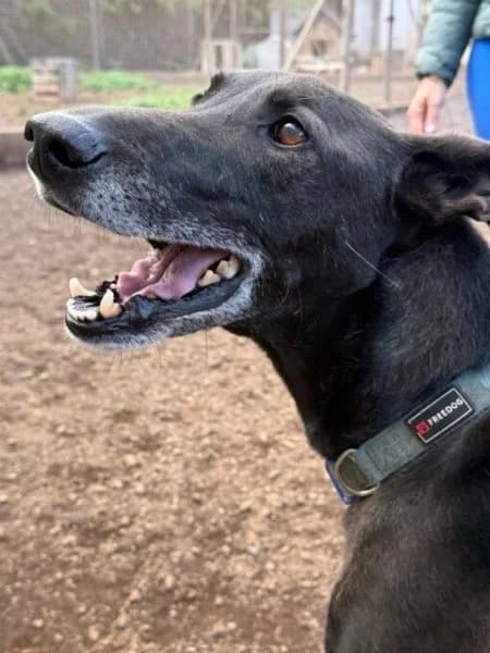 Noni, male Podenco for adoption at description — photo 3 of 44