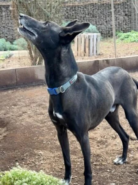 Noni, male Podenco for adoption at description — photo 4 of 44