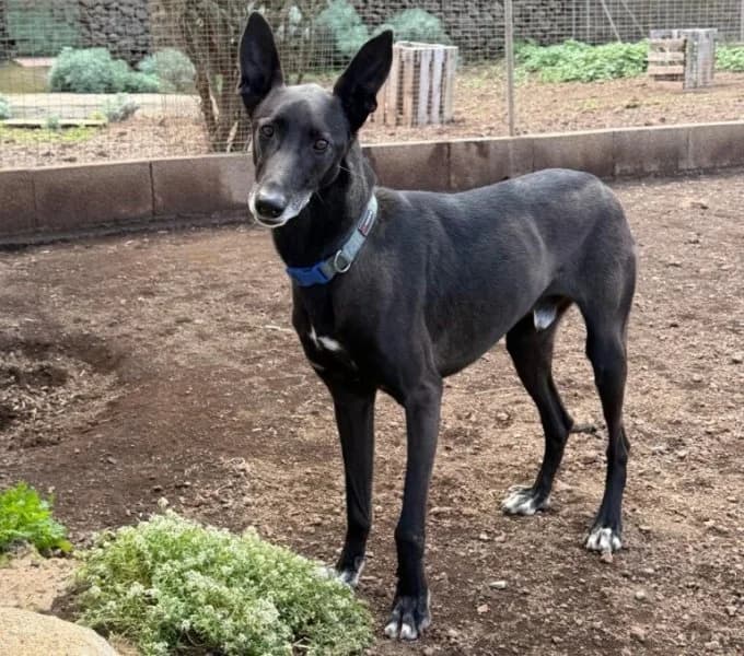 Noni, male Podenco for adoption at description — photo 5 of 44