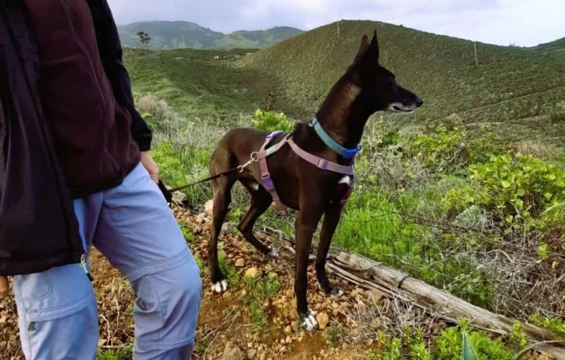 Noni, male Podenco for adoption at description — photo 6 of 44