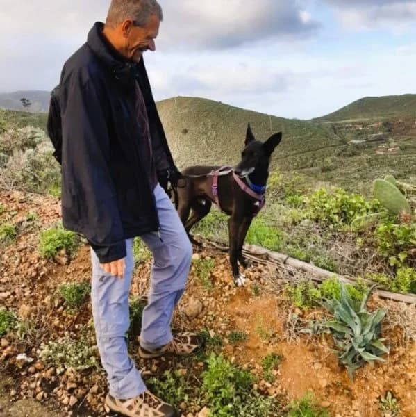 Noni, male Podenco for adoption at description — photo 7 of 44
