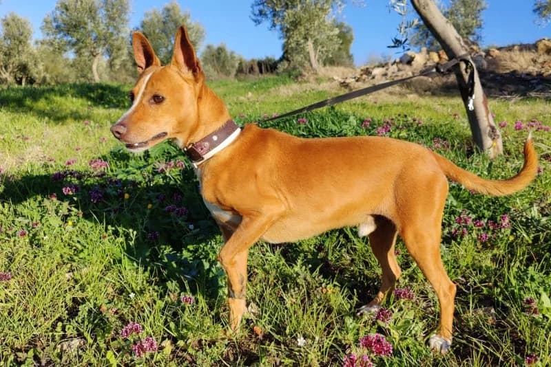 Lilo, bruin male senior Podenco for adoption at description, AL Ridderkerk