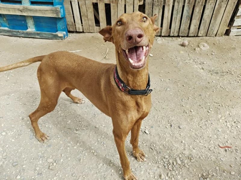 Teide, male 6yo Podenco for adoption at description, AL Ridderkerk