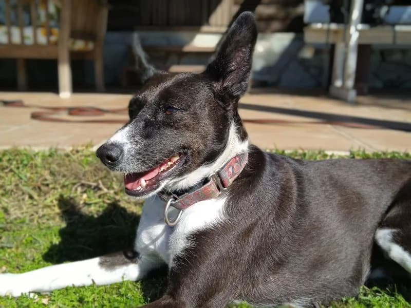 Hellen, female senior Podenco for adoption at description, AL Ridderkerk