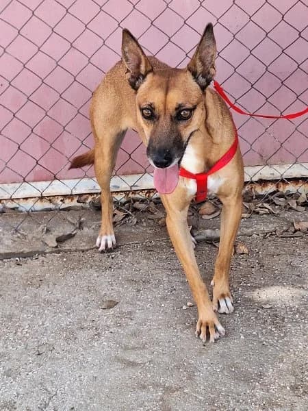 Carlota, female young Podenco for adoption at description, AL Ridderkerk