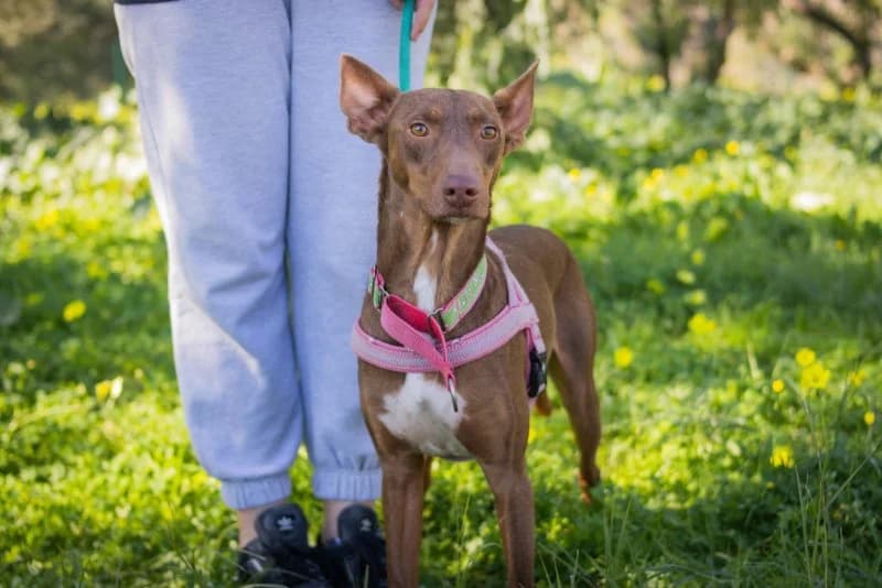 Bichito, male young Podenco for adoption at description, AL Ridderkerk