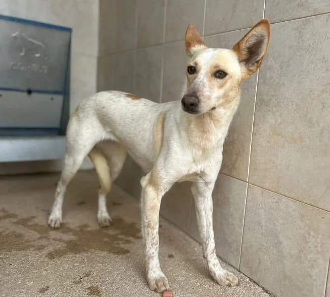 Paloma, female 3yo Podenco for adoption at description, AL Ridderkerk