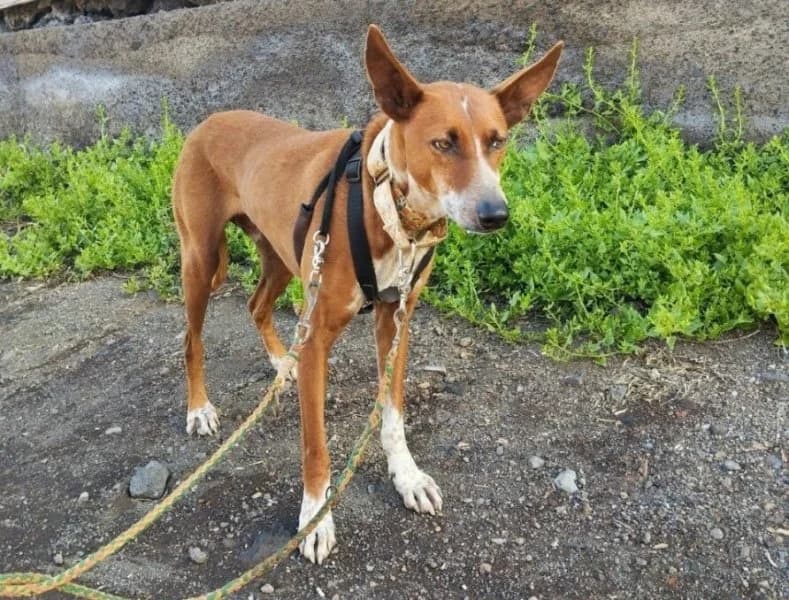 Bimbo, male 6yo Podenco for adoption at description, AL Ridderkerk