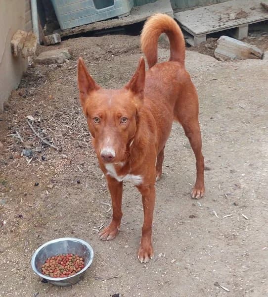 Sibu, male young Podenco for adoption at description, AL Ridderkerk