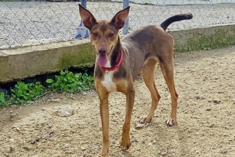 Rihanna, female young Podenco for adoption at description, AL Ridderkerk