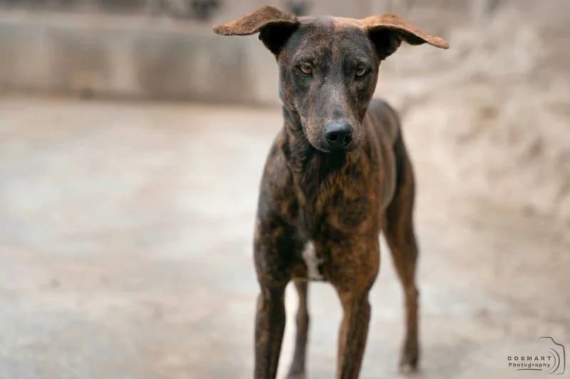 Esmey, female young Podenco for adoption at description, AL Ridderkerk
