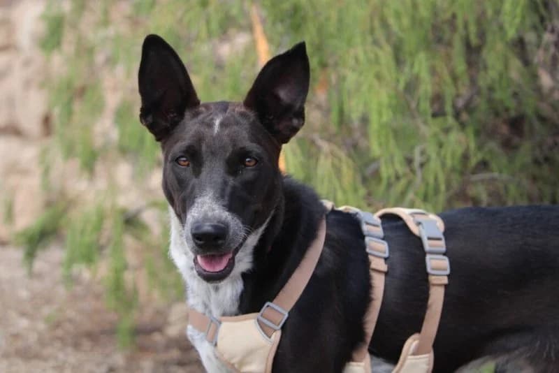 Catrina y Copito, female puppy Podenco for adoption at Adoptamics