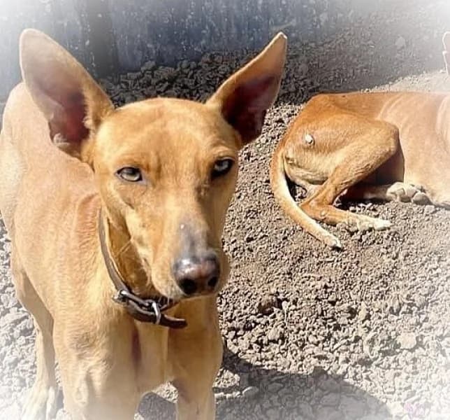 Duque, male 3yo Podenco for adoption at description, AL Ridderkerk