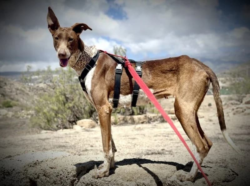 Lizzy, female 5yo Podenco for adoption at description, AL Ridderkerk