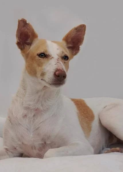 Tina, female 3yo Podenco for adoption at description, AL Ridderkerk
