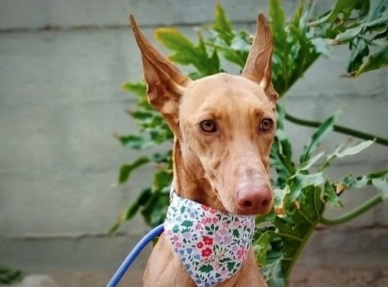 Mica, female 4yo Podenco for adoption at description, AL Ridderkerk