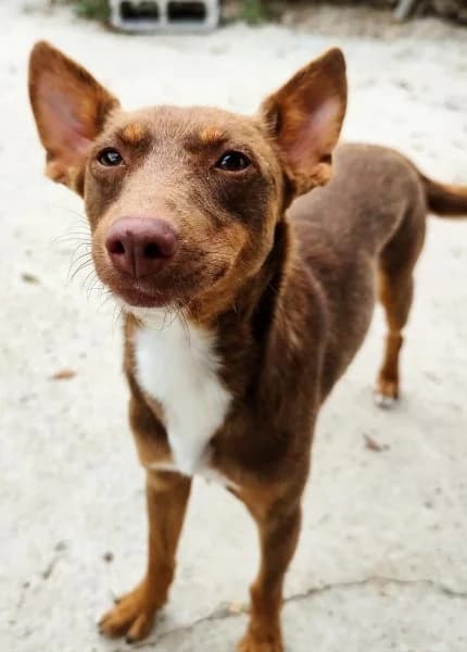 Piti, male young Podenco for adoption at description, AL Ridderkerk