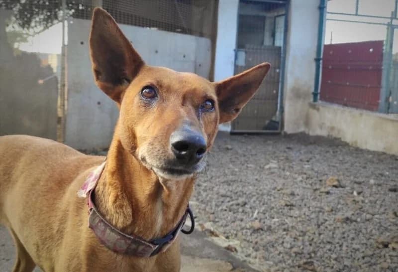 Laila, female senior Podenco for adoption at description, AL Ridderkerk