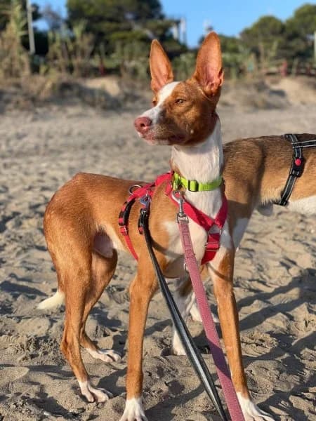 Bosco, male 3yo Podenco for adoption at description, AL Ridderkerk