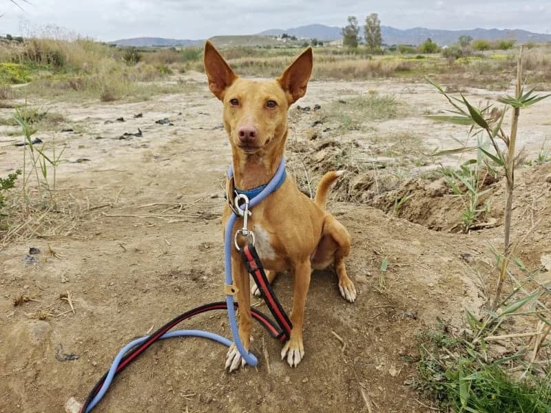 Zoe, female senior Podenco for adoption at description, AL Ridderkerk