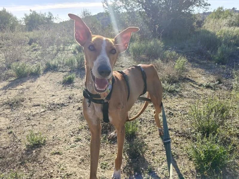 Kanji, female young Podenco for adoption at description, AL Ridderkerk