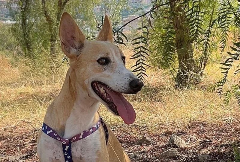 Pepe Garcia, male 5yo Podenco for adoption at description, AL Ridderkerk