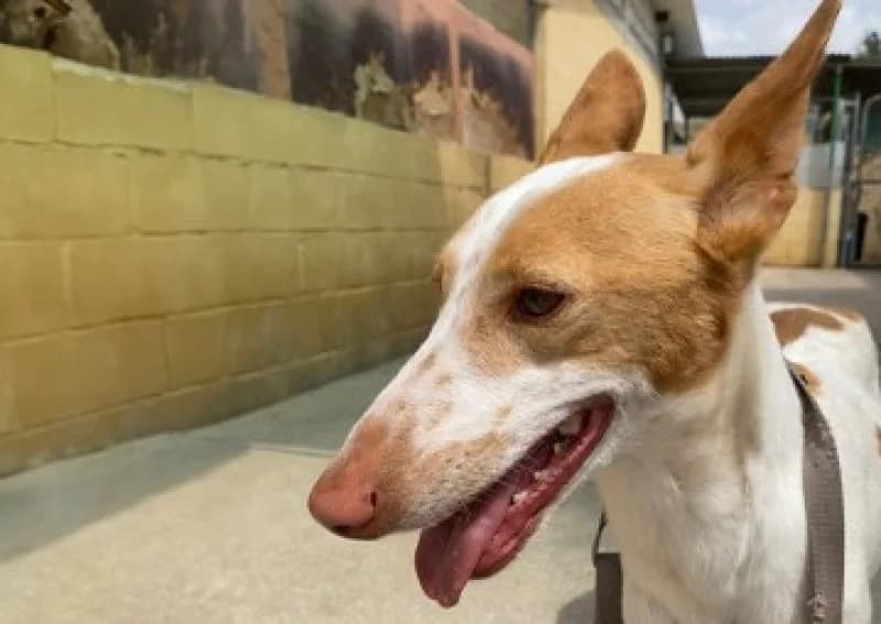 Curro, male 5yo Podenco for adoption at description, AL Ridderkerk