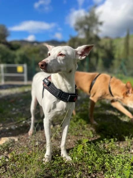 Sasha, female senior Podenco for adoption at description, AL Ridderkerk