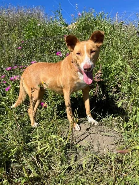 Violeta, female 3yo Podenco for adoption at description, AL Ridderkerk