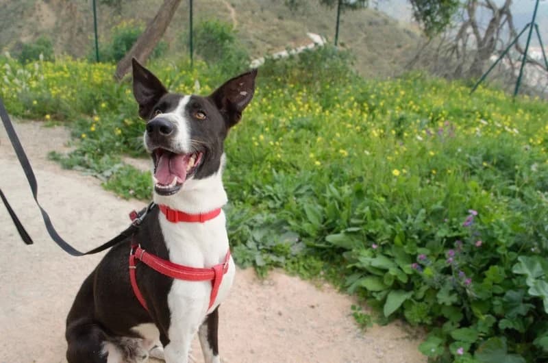 Benji, male young Podenco for adoption at description, AL Ridderkerk