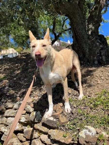 Caleta, female 4yo Podenco for adoption at description, AL Ridderkerk