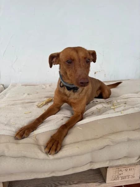 Lina, female 7yo Podenco for adoption at description, AL Ridderkerk