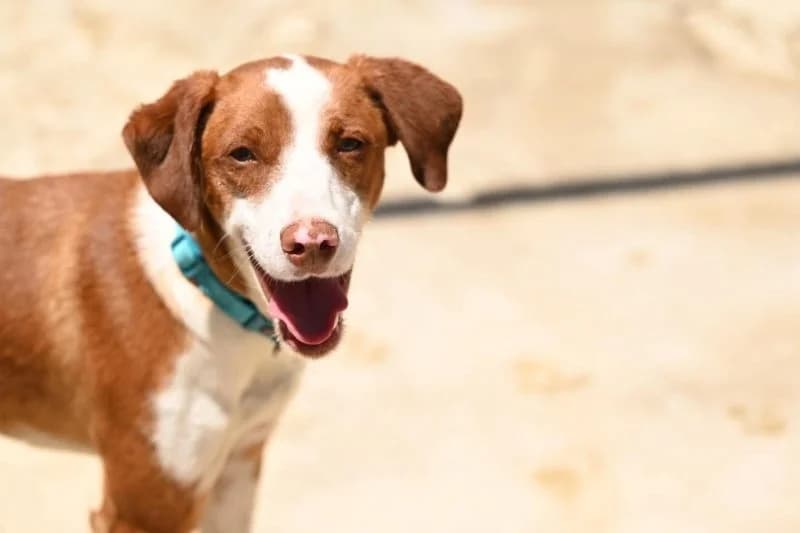 Blas, male young Podenco for adoption at description, AL Ridderkerk