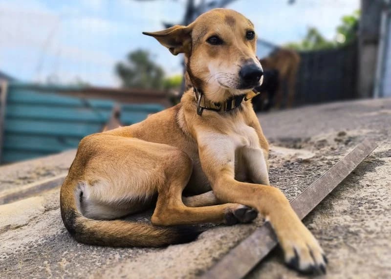 Jacob, male puppy Podenco for adoption at description, AL Ridderkerk
