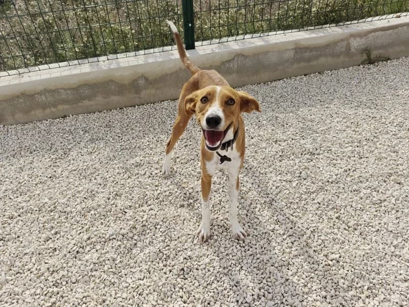 Caramela, female puppy Podenco for adoption at description, AL Ridderkerk