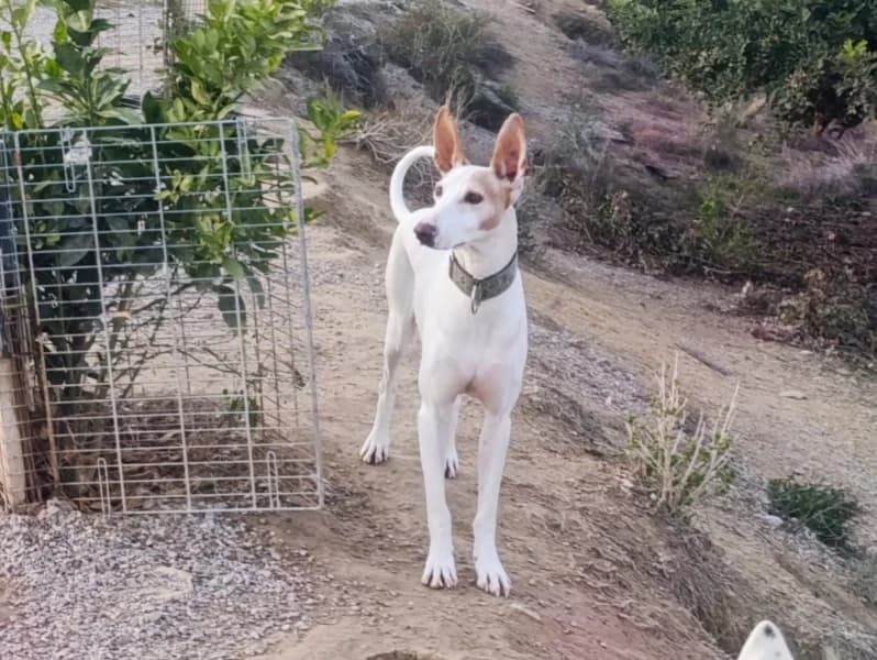Bones, male 3yo Podenco for adoption at description, AL Ridderkerk
