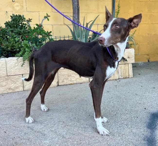 Blanca, female 5yo Podenco for adoption at description, AL Ridderkerk