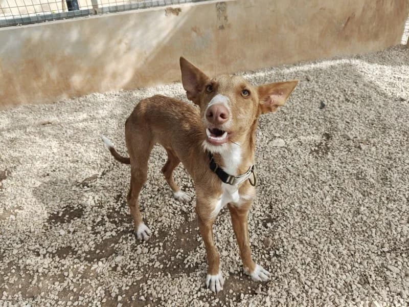 Kiwi, male puppy Podenco for adoption at description, AL Ridderkerk