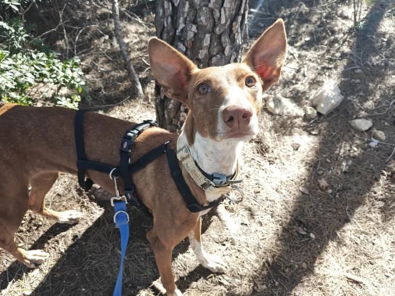 Canela, female 4yo Podenco for adoption at description, AL Ridderkerk