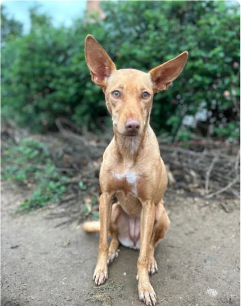 Harmony, female young Podenco for adoption at description, AL Ridderkerk