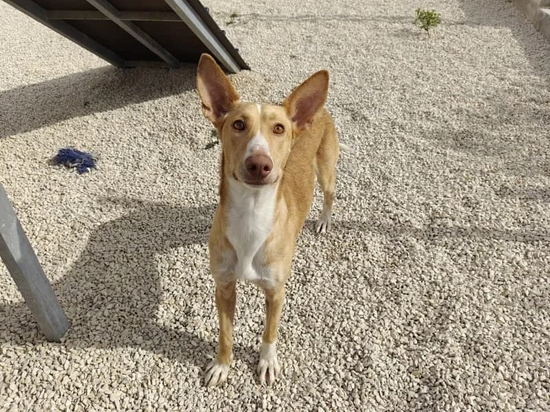 Yann, male young Podenco for adoption at description, AL Ridderkerk