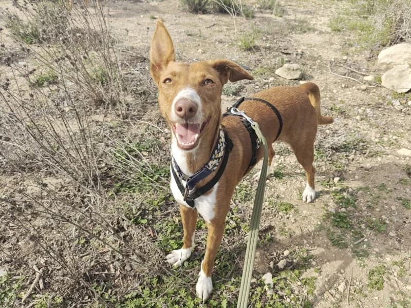 Laika, female young Podenco for adoption at description, AL Ridderkerk