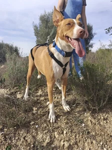 Nina, female young Podenco for adoption at description, AL Ridderkerk