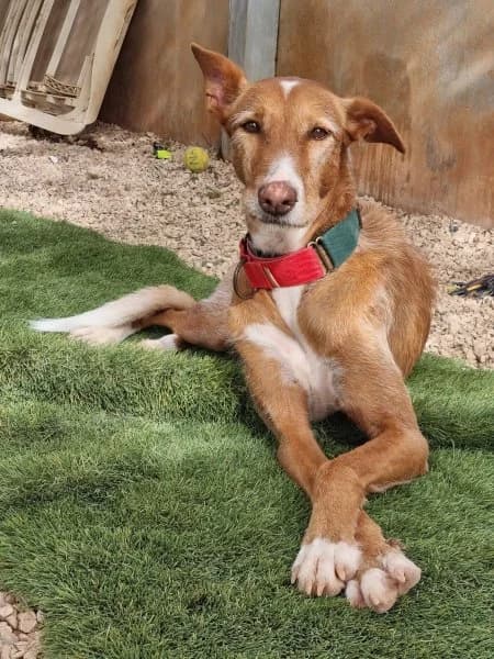 Merlin, male 6yo Podenco for adoption at description, AL Ridderkerk