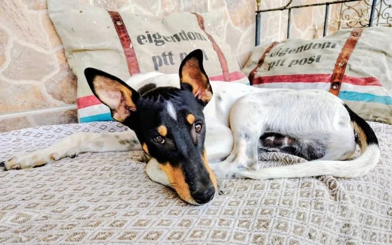 Felix, male puppy Podenco for adoption at description, AL Ridderkerk