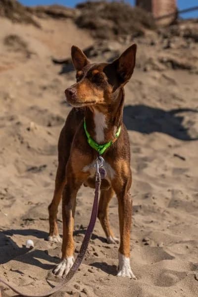 Torcal, female young Podenco for adoption at description, AL Ridderkerk