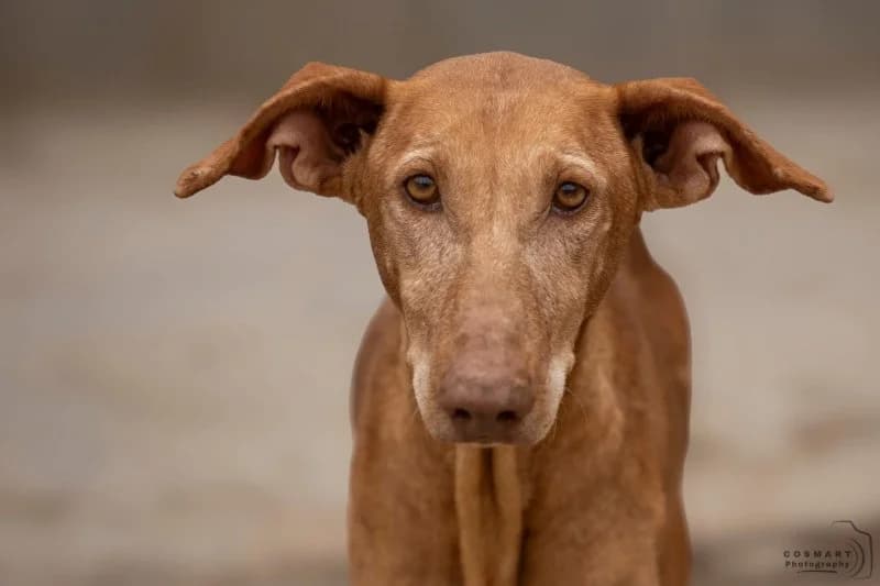 Manon (NL), female 7yo Podenco for adoption at description, AL Ridderkerk