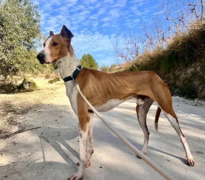 Paco, male 7yo Podenco for adoption at description, AL Ridderkerk
