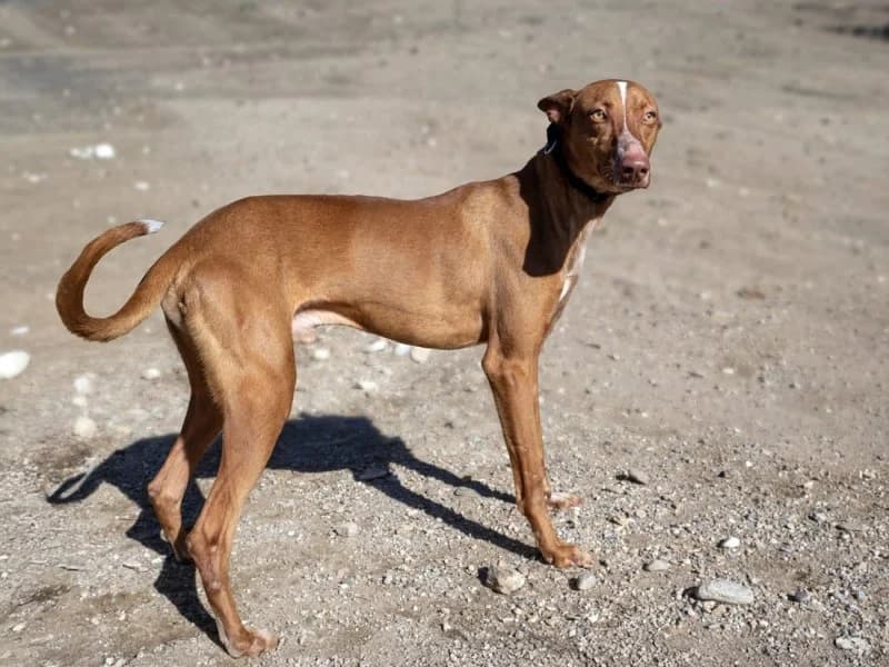 Marvin, male 3yo Podenco for adoption at description, AL Ridderkerk